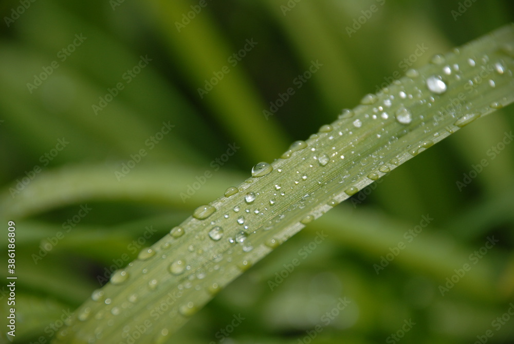 dew on grass dew on grass