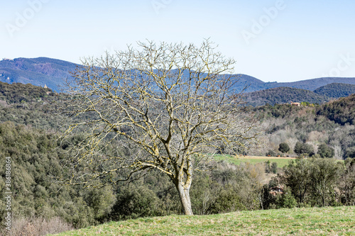 beautiful tree without leaves in the middle of the natural landscape of the mountains