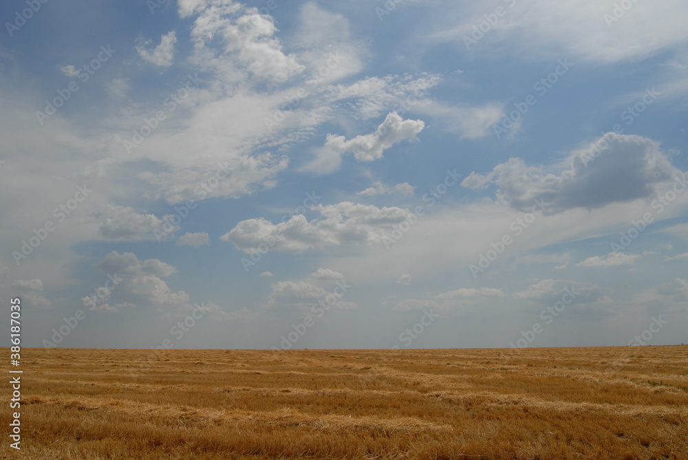 wheat field and sky