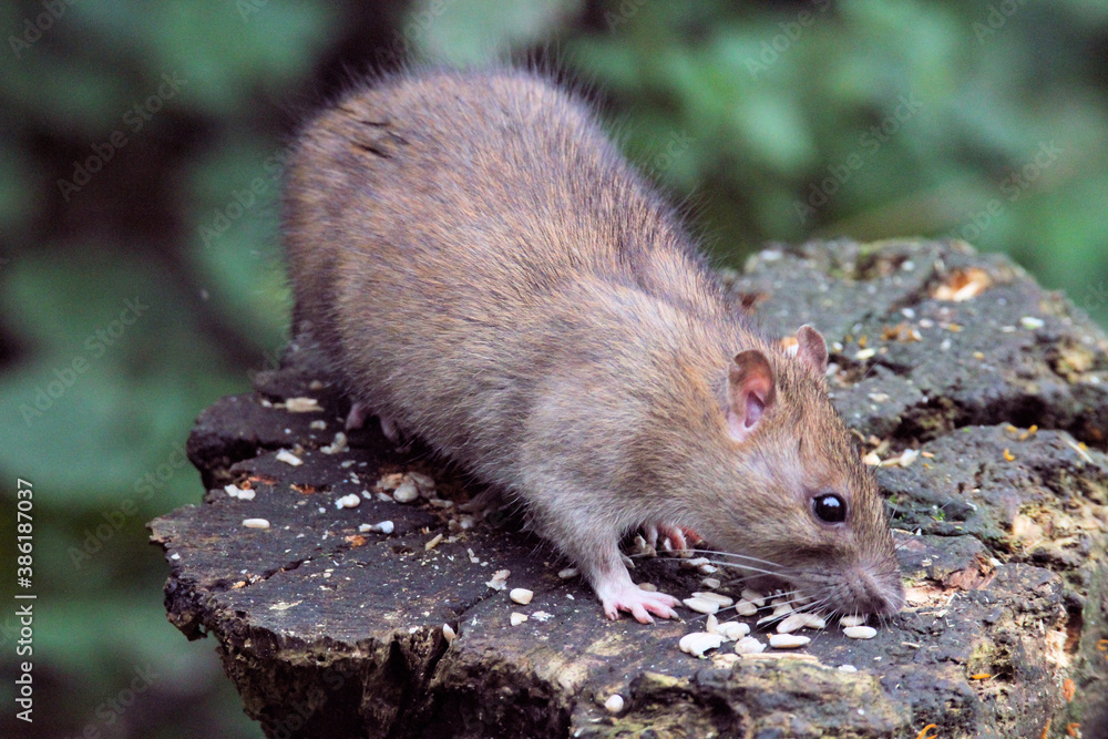 A close up of a Rat A close up of a Rat