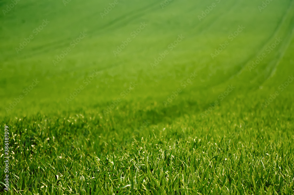 Fototapeta premium Green grass field background