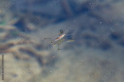four-legged insect that walks on top of water