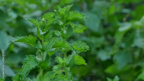 Wallpaper Mural Two plants of mint on a green background garden. The mint plant swings in the wind. Mint on a blurred background of nature. High quality FullHD footage Torontodigital.ca