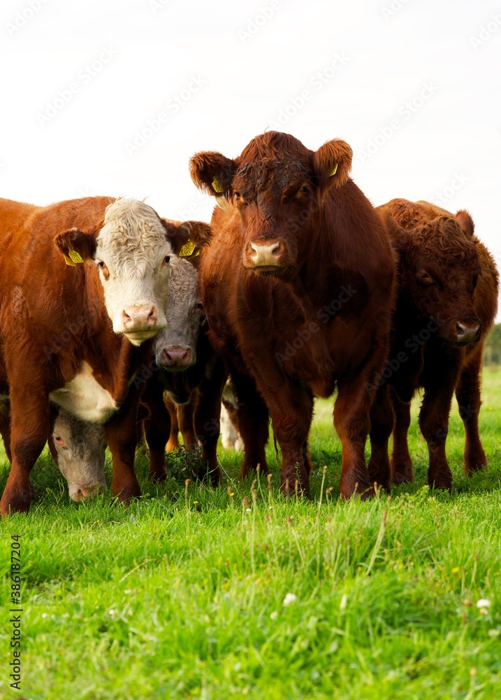 Red, brown, and white cattle grazing in pasture on farm in The Netherlands. Vertical, portrait, color photograph. Red, brown, and white cattle grazing in pasture on farm in The Netherlands. Vertical, portrait, color photograph.