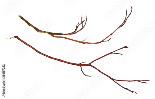 Fotografie, Obraz Set of dry  red twigs