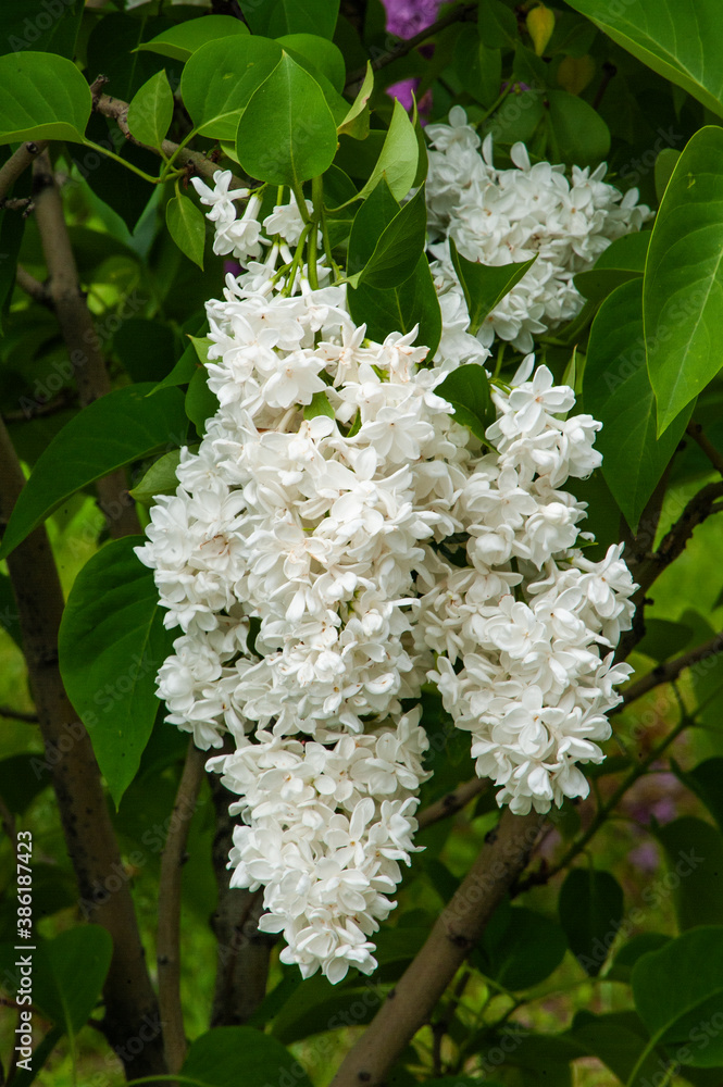 On Khitrovskaya Square, where there was a criminal market known in Russian literature, lilac bushes are blooming today. On Khitrovskaya Square, where there was a criminal market known in Russian literature, lilac bushes are blooming today.