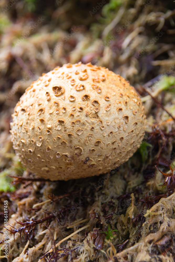 Common earthball (Scleroderma citrinum) Bovist in the forest Common earthball (Scleroderma citrinum) Bovist in the forest