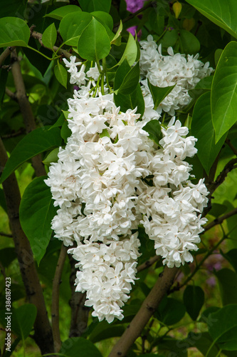 On Khitrovskaya Square, where there was a criminal market known in Russian literature, lilac bushes are blooming today.     