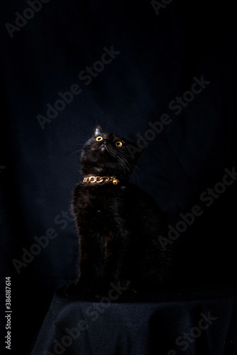 black cat is sitting on the black background, low key concept