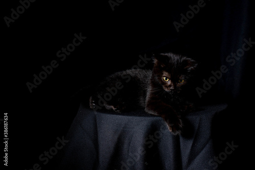 black cat is sitting on the black background, low key concept