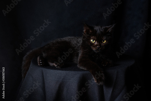 black cat is sitting on the black background, low key concept