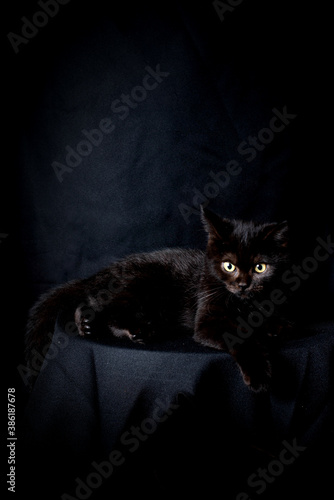 black cat is sitting on the black background, low key concept