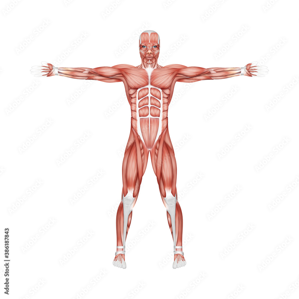 The structure of human muscles, the biology of the muscular system. Human anotomy concept. 3D illustration, 3D render.
