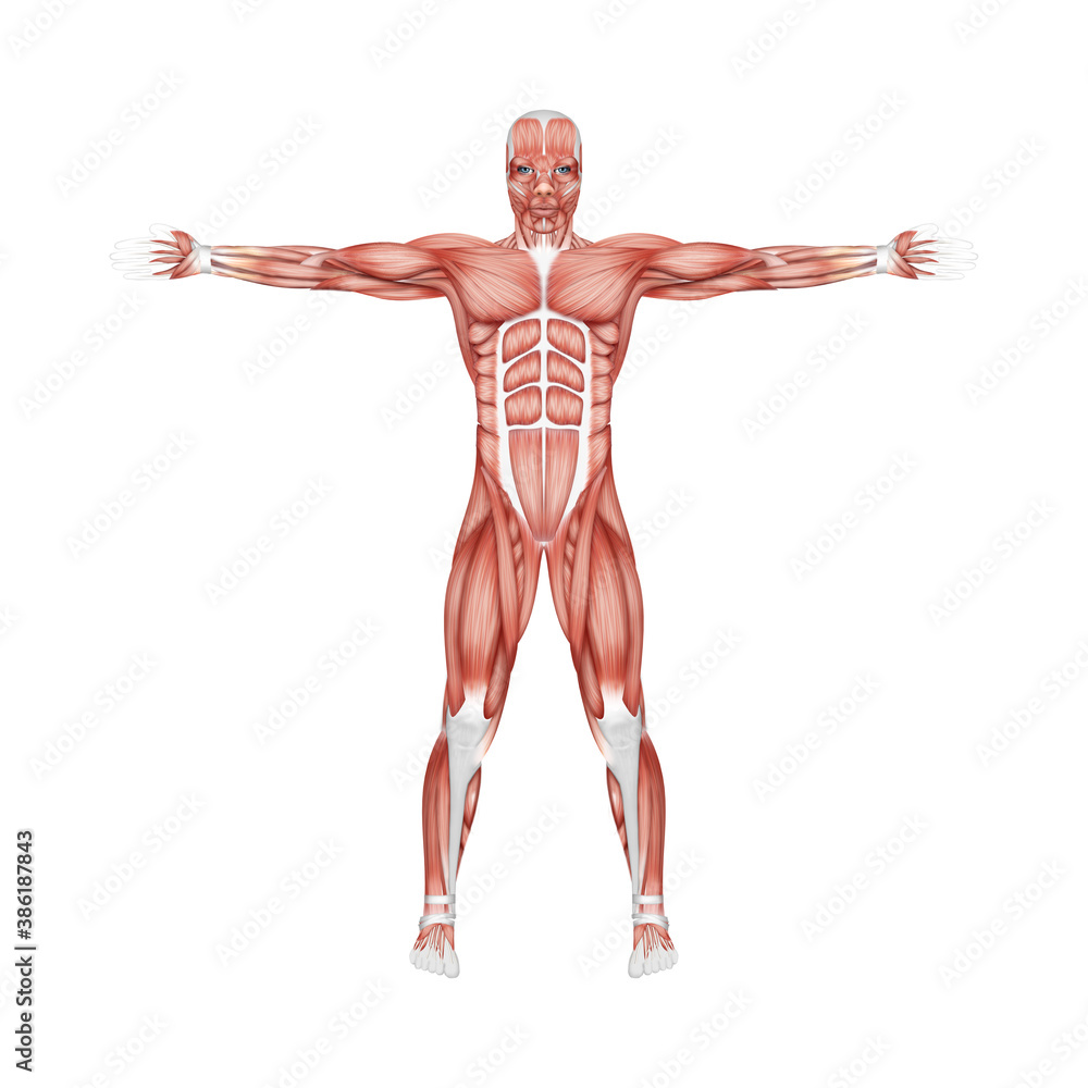 The structure of human muscles, the biology of the muscular system. Human anotomy concept. 3D illustration, 3D render. The structure of human muscles, the biology of the muscular system. Human anotomy concept. 3D illustration, 3D render.