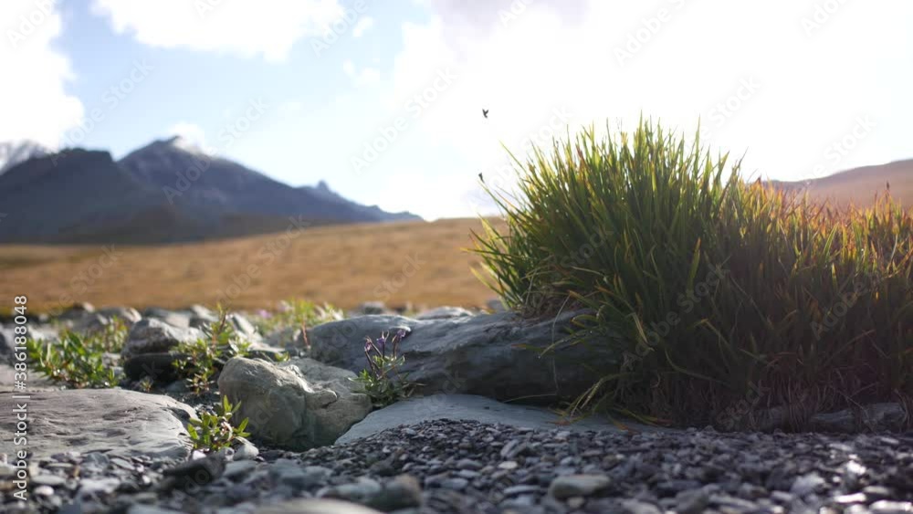 Plant on the river bank in a mountain valley, on an autumn cloudy evening