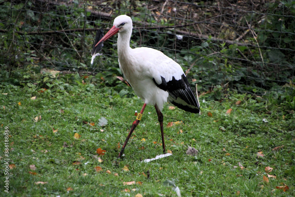 A close up of a White Stork A close up of a White Stork