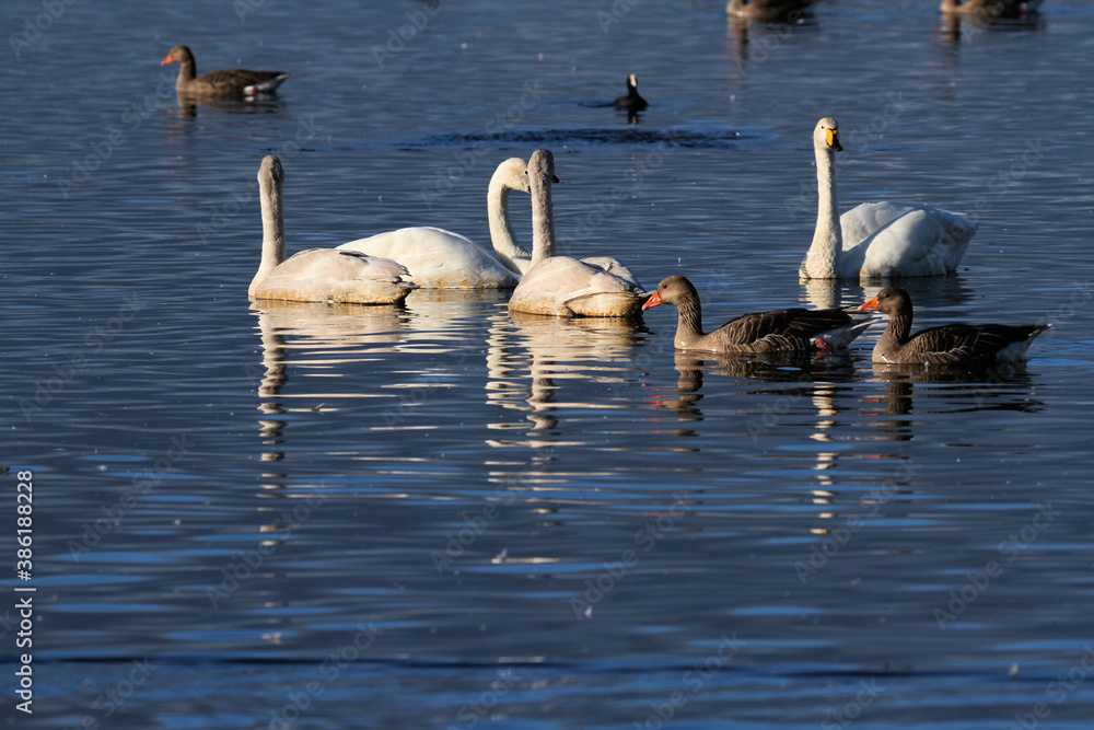 A Whooper Swan on the water at Martin Mere Nature Reserve A Whooper Swan on the water at Martin Mere Nature Reserve
