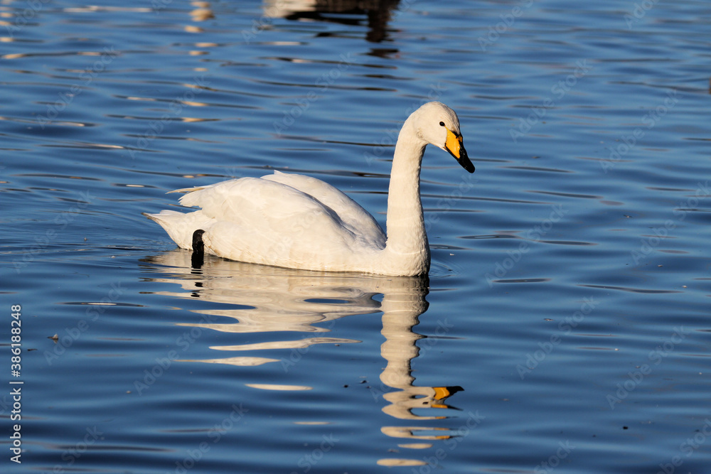 A Whooper Swan on the water at Martin Mere Nature Reserve A Whooper Swan on the water at Martin Mere Nature Reserve