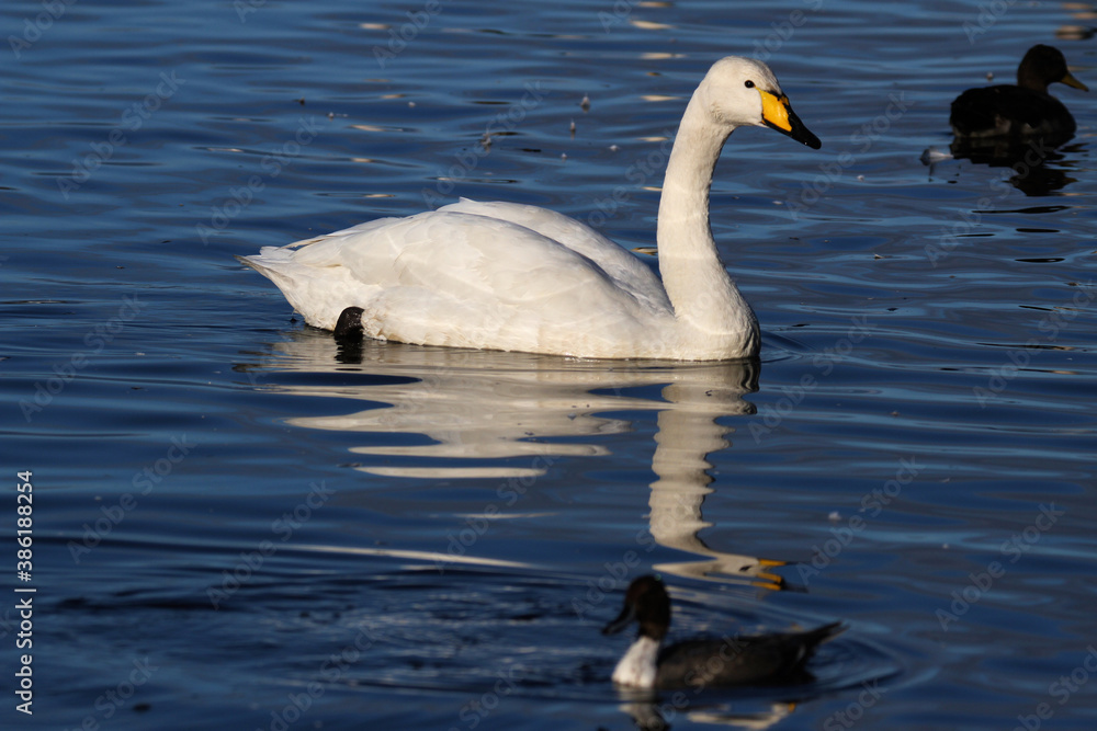 A Whooper Swan on the water at Martin Mere Nature Reserve A Whooper Swan on the water at Martin Mere Nature Reserve