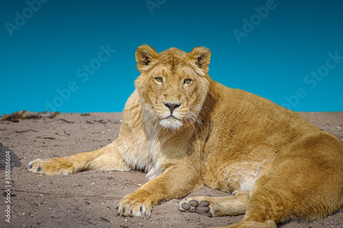 Big adult lion is posing directly to the camera at gradient deep blue sky background closeup, details.