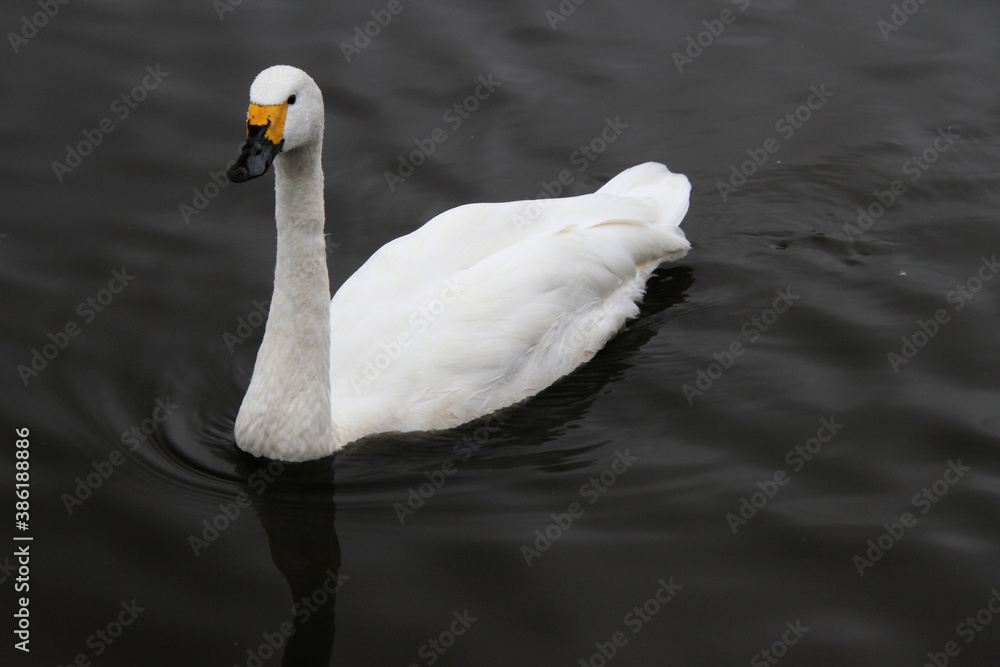 Obraz premium A Whooper Swan on the water at Martin Mere Nature Reserve