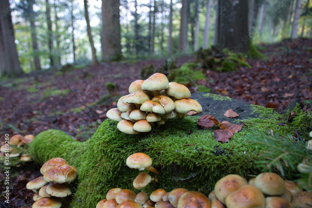 a group of tree mushrooms on an old stump a group of tree mushrooms on an old stump