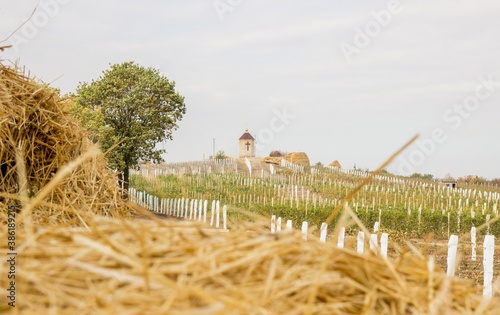wheat field in autumn