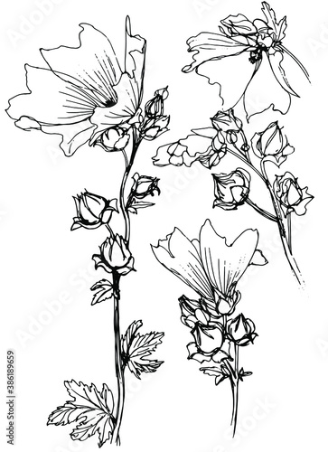 
Vector mallow inflorescences drawn with black ink. Sketch.