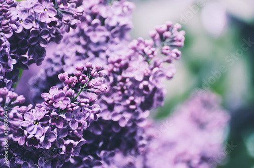 Spring lilac flowers