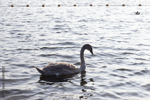 Fototapeta Naklejka Na Ścianę i Meble -   Swans in a lake with light reflections on a winter day