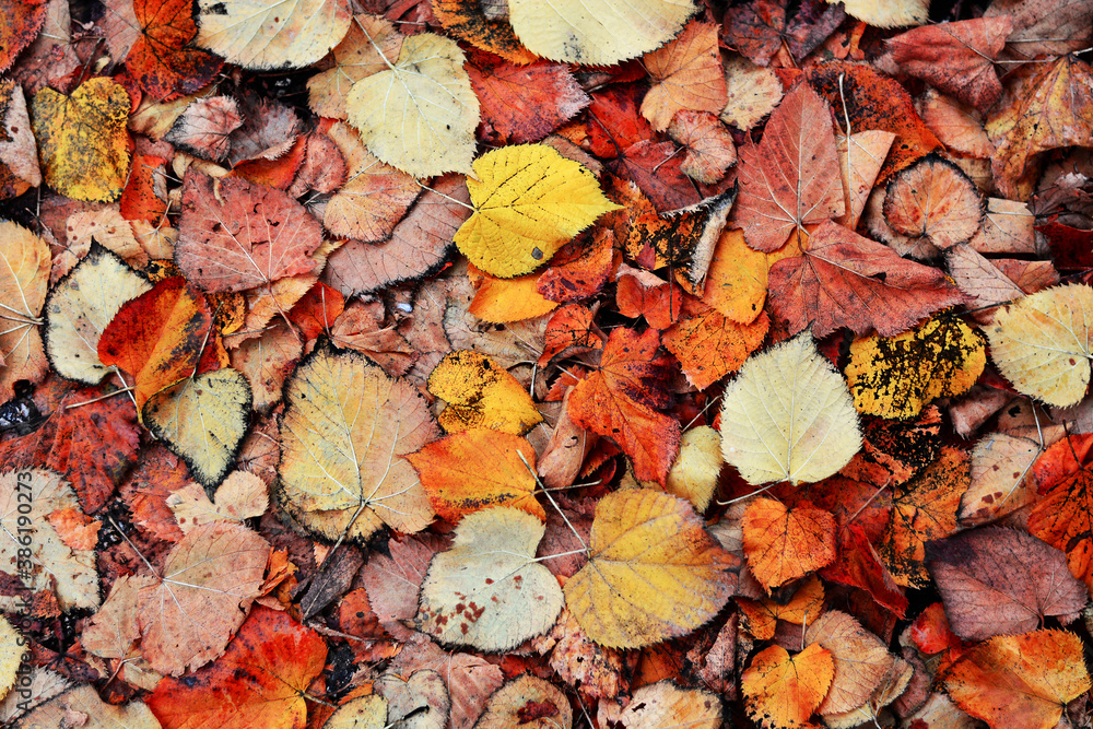 autumn leaves background autumn leaves background
