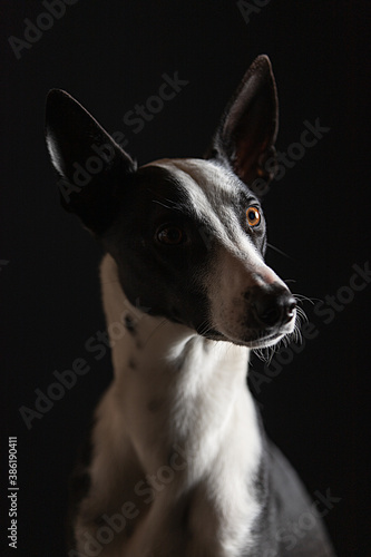 black and white dog