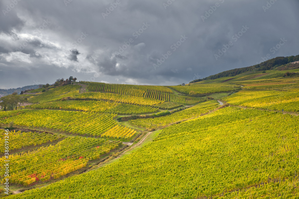 riesling vineyards and hiking trail on the rhine hillside with dark sky