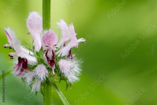 motherwort flowers. tiny faces
