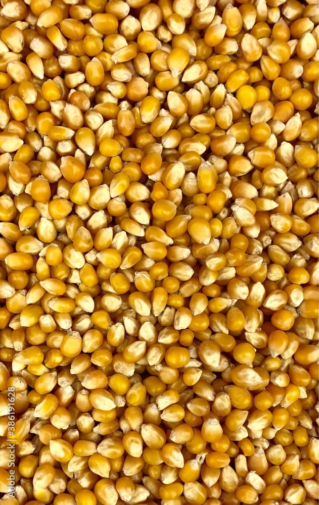 kernels of corn. full frame background kernels of corn. full frame background