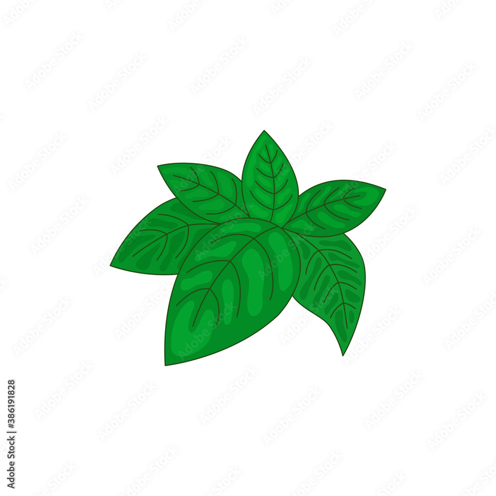 Green leaves of basil. Isolate. Vector illustration. Green leaves of basil. Isolate. Vector illustration.