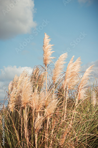 A field of pampas herb with the blue sky in the background, tranquil scene, Sintra, Portugal