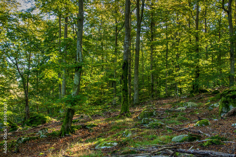 Fototapeta premium forest in autumn
