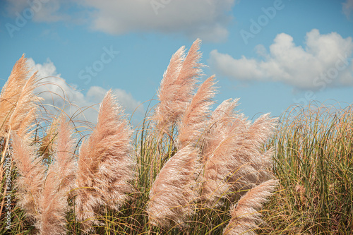 A field of pampas herb with the blue sky in the background, tranquil scene, Sintra, Portugal