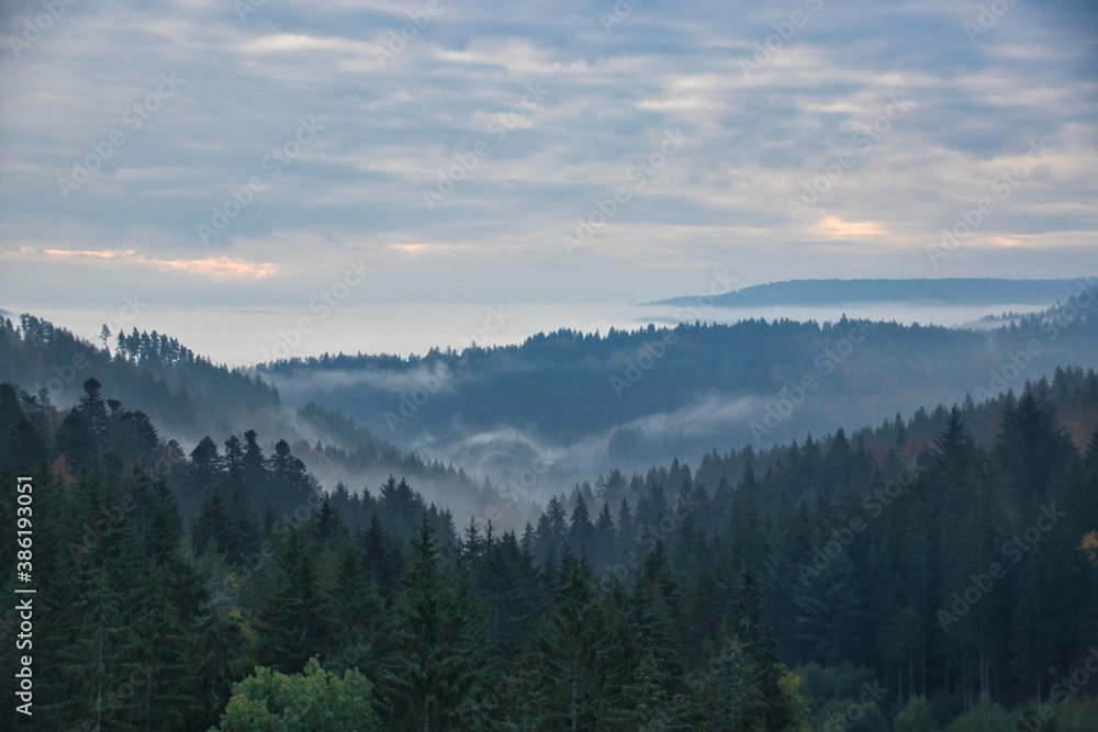 Foggy Black Forest in the morning time
