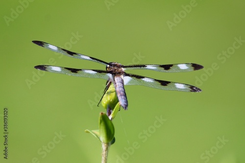 twelve spotted skimmer dragonfly with green background