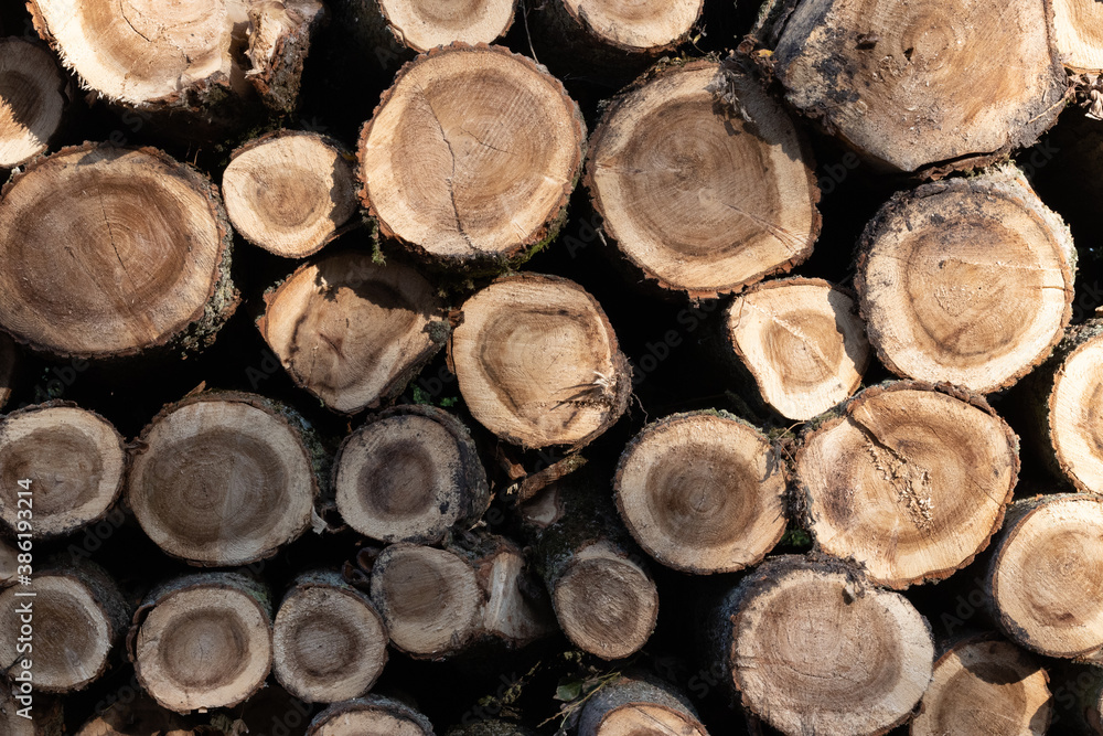Pile of round wood, trees chopped on the forest, logging Pile of round wood, trees chopped on the forest, logging