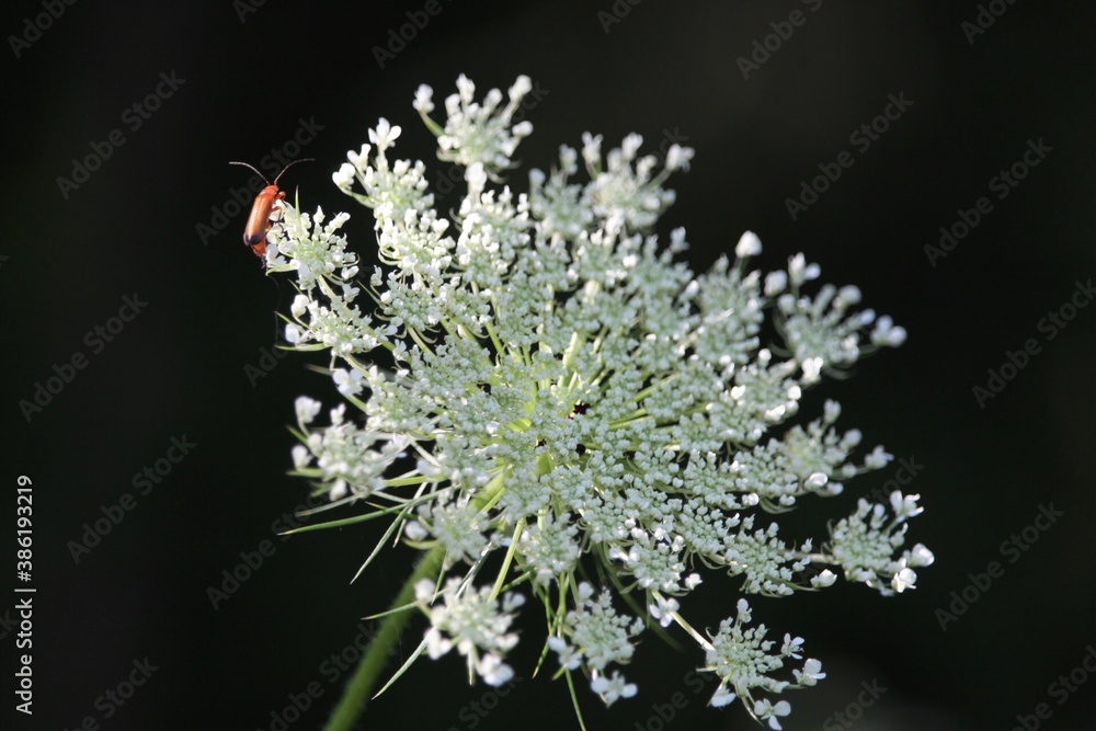 queen anne's lace wild flower with tiny red bug. black background. isolated with copy space queen anne's lace wild flower with tiny red bug. black background. isolated with copy space