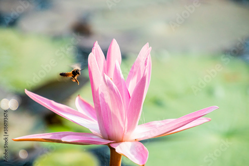 Various views of a lotus flower