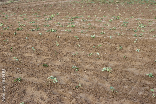 sadzenie truskawek, planting strawberries, truskawki