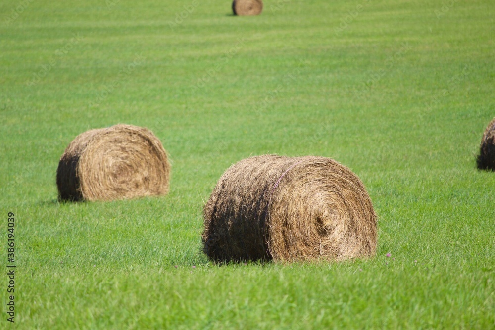 large rolls of hay in agricultural field