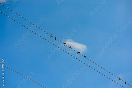 Flock swallow sitting on wires against blue sky