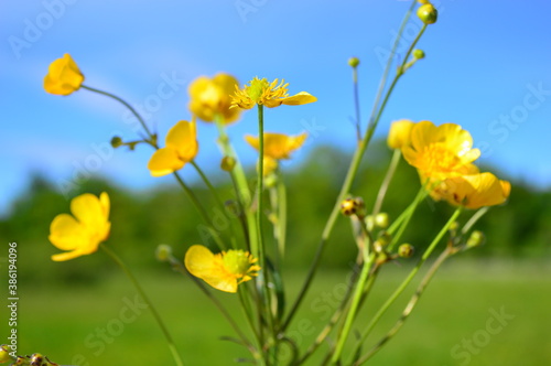 yellow flowers in spring