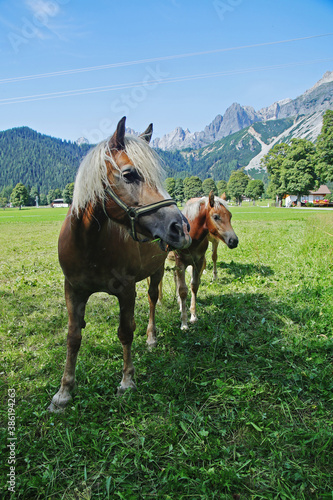 Horses in Ramsau am Dachstein, Austria