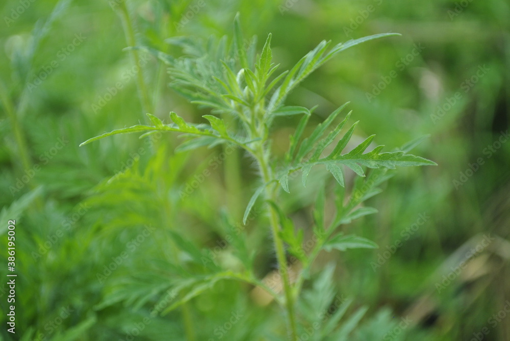 flowers inflorescence spikelets meadow field garden village flowers inflorescence spikelets meadow field garden village